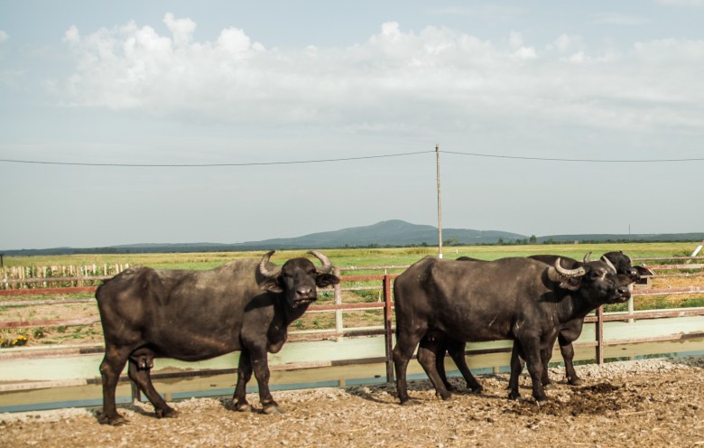 Неподалеку виноградовского Черной горы расположена ферма «Карпатский буйвол»