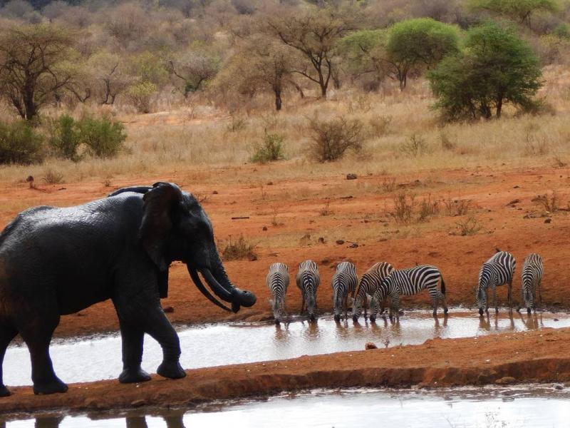 Safari in Nairobi, Kenya visiting Amboseli and Salt Lik.
